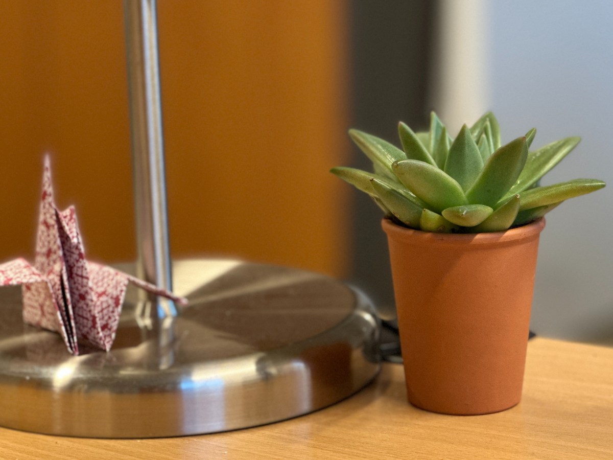 Growing #WomenInTech – from seed to&nbsp;tree